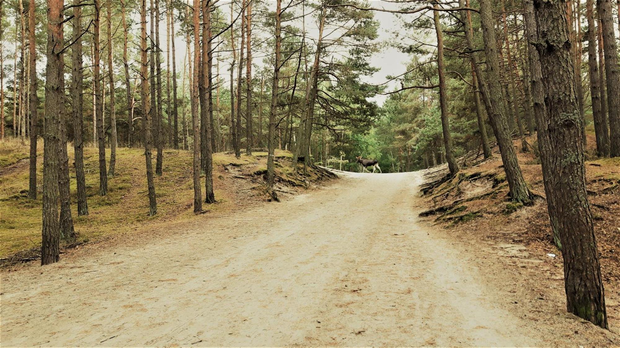 Dom Wczasowy Janina Mikoszewo Kültér fotó